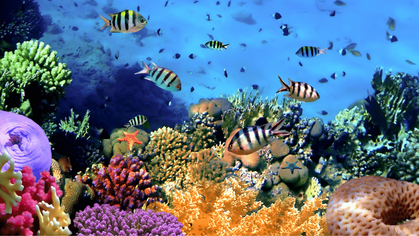 🌊 Red Sea Snorkeling (Hurghada, Sharm El Sheikh, Marsa Alam)